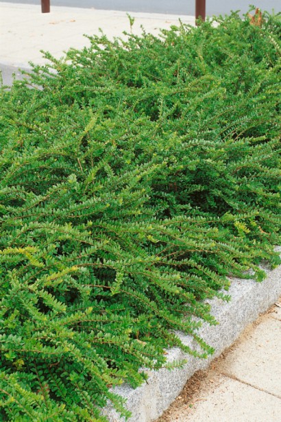 Жимолость шапкова бордюрна посадка